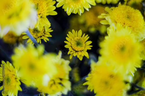 Fototapeta Naklejka Na Ścianę i Meble -  Yellow flowers in the focal point to blur. Suitable for vintage style.