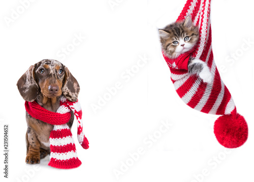 New Year's puppy, Christmas dog dachshund