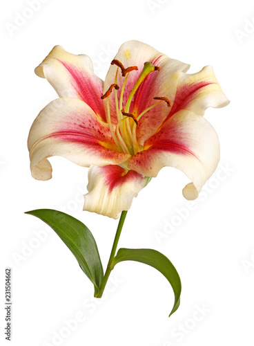 Fototapeta Naklejka Na Ścianę i Meble -  Single flower of a red and white lily culivar isolated