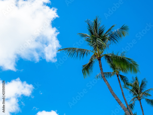 Coconut trees with cloudy blue sky for background