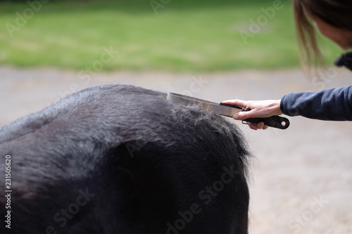 Special comb in the hand of a woman to care for horse hair