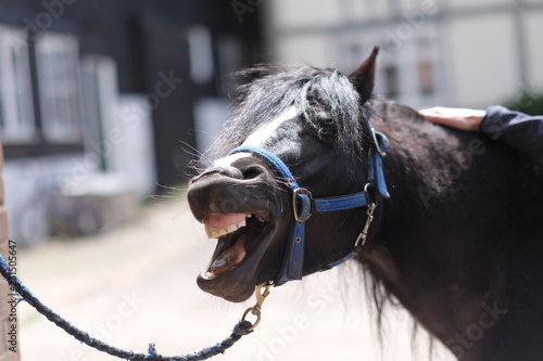 Fototapeta Naklejka Na Ścianę i Meble -  The horse's head with an open mouth and a belt headband
