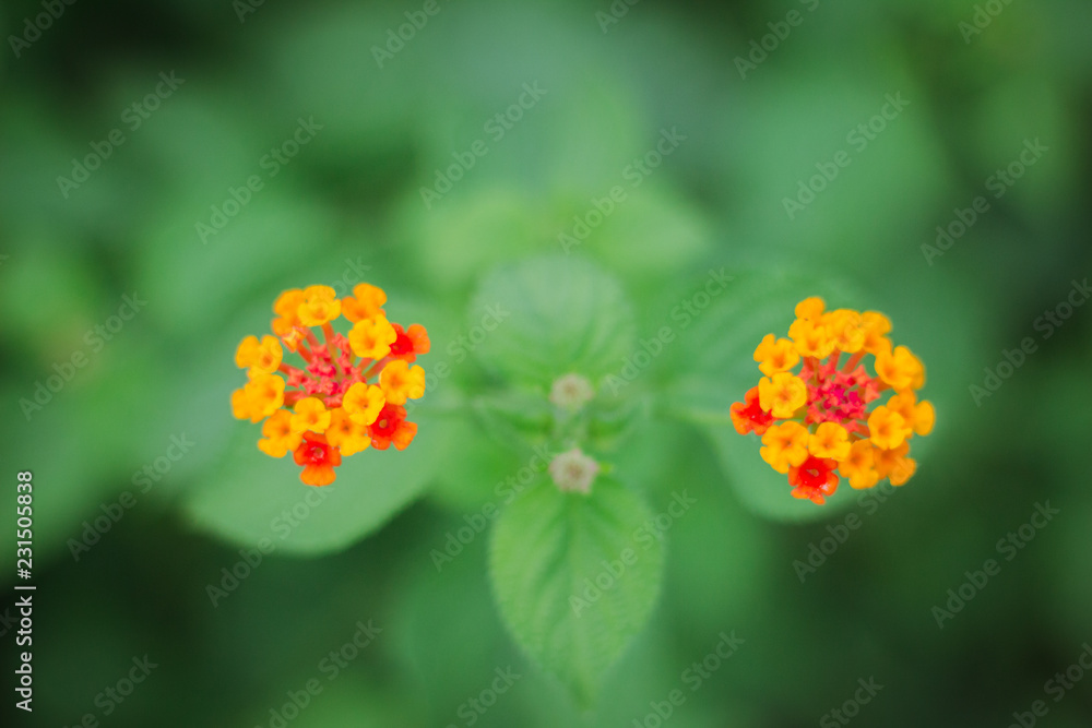 red flower red flower