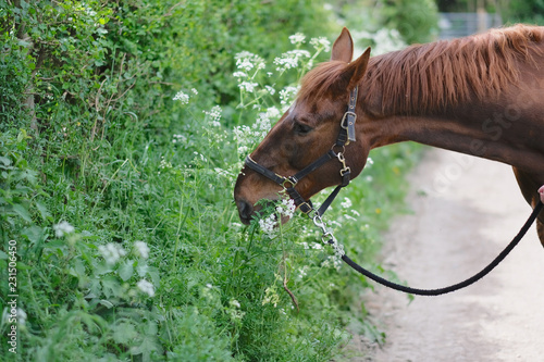 Brown horse eats lush green grass on the side of the road