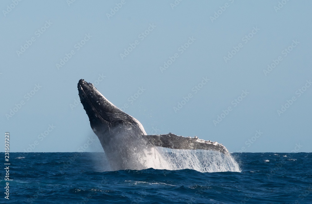 Fototapeta premium Humpback Whale breach