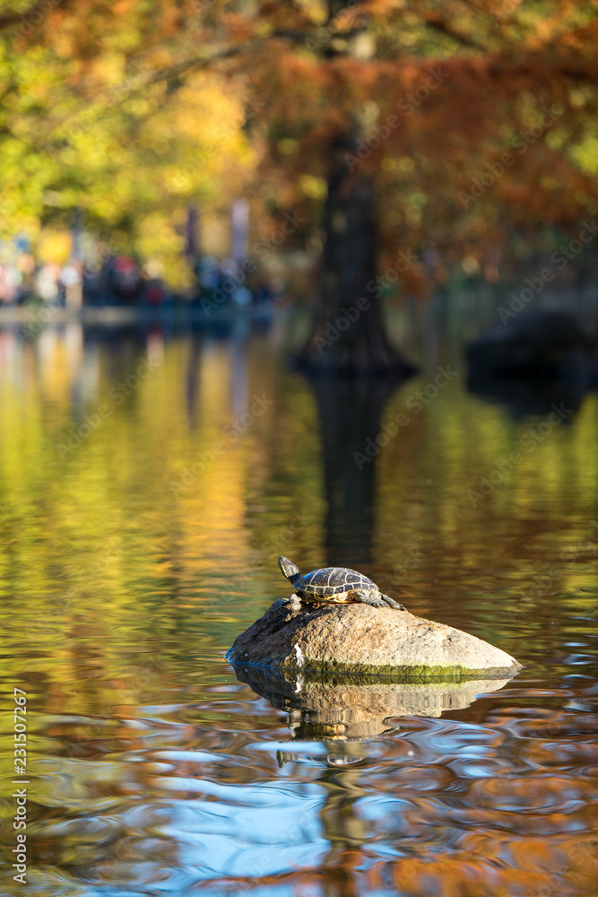 Naklejka premium Żółw wodny w Westpark Monachium