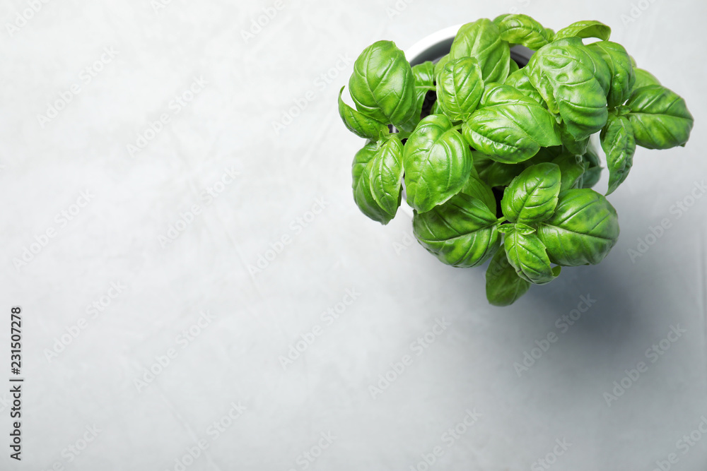 Fresh basil in pot on light background, top view with space for text - obrazy, fototapety, plakaty 