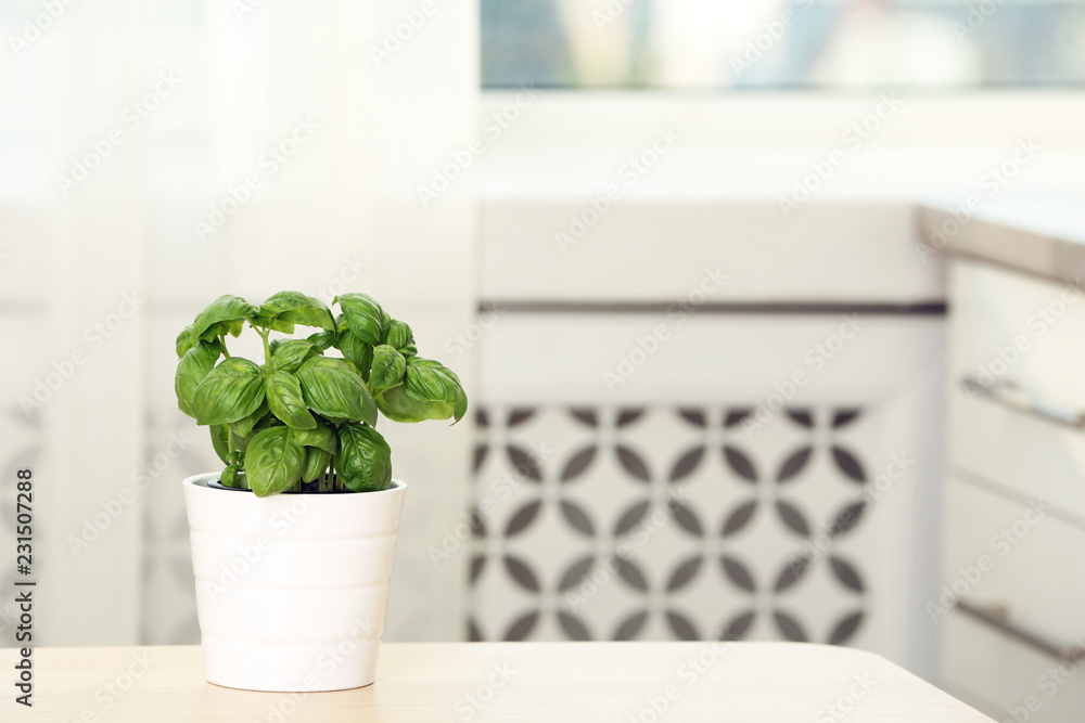 Fresh basil in pot on table indoors. Space for text Fresh basil in pot on table indoors. Space for text