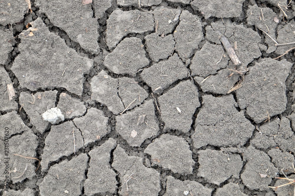Fototapeta premium Cracked earth during dry season