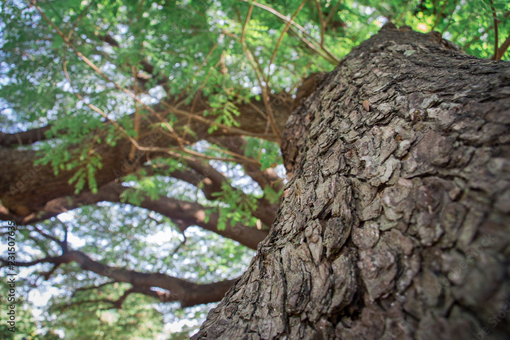 Obraz premium moss on tree