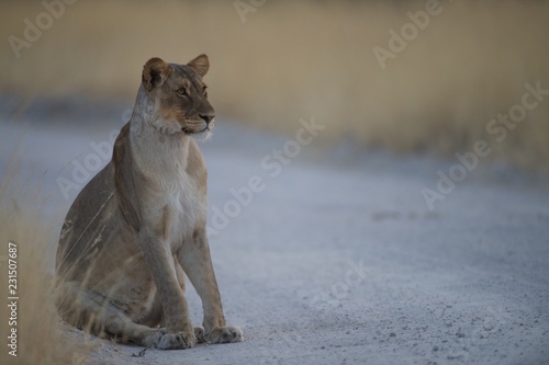 Etosha lioness 4