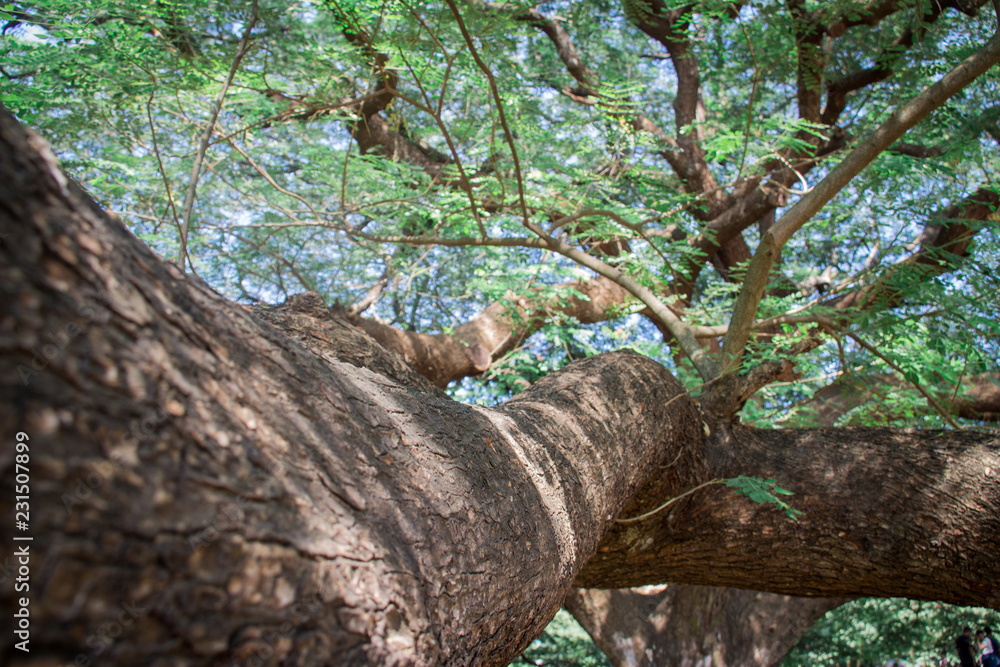 Fototapeta premium old oak tree