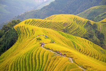Sierkussen Pistachekleur Longji rijstterrassen in China  © swisshippo