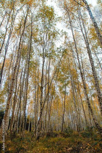 forest in autumn