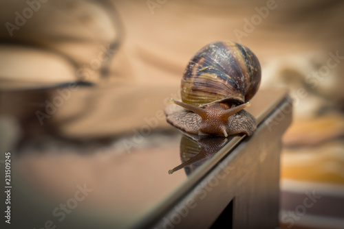 Snail on a smooth dark mirror surface