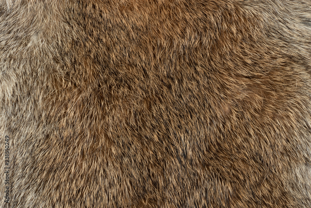 Macro close up of rabbit fur - obrazy, fototapety, plakaty 