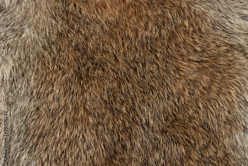 Macro close up of rabbit fur photo