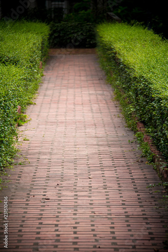 Nature garden with paving stone walkway