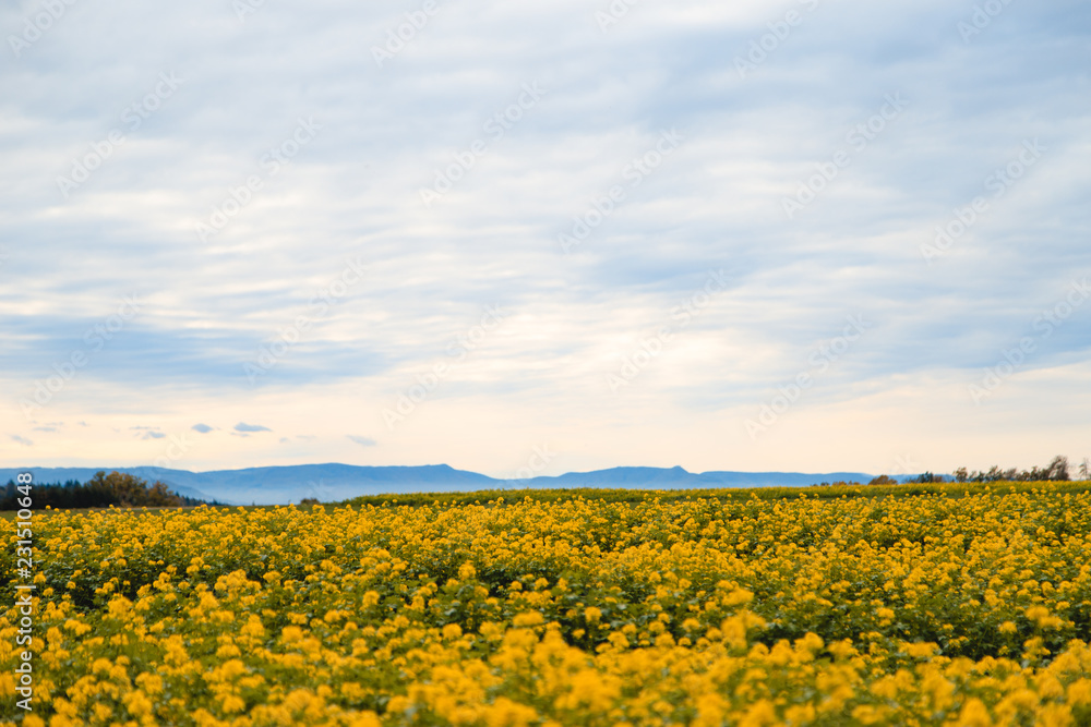 Obraz premium field of sunflowers