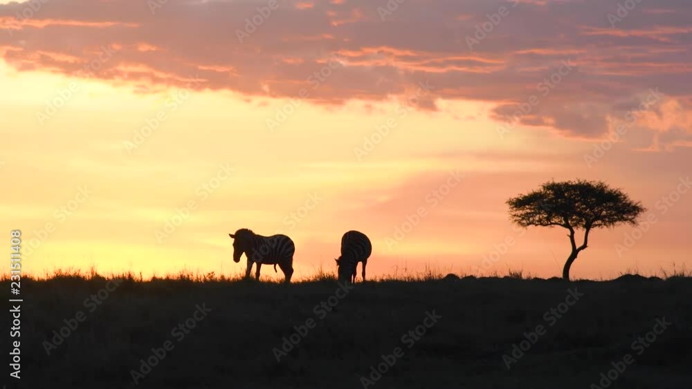 Zebras feeding grasses in Maasai Mara at sunset Zebras feeding grasses in Maasai Mara at sunset