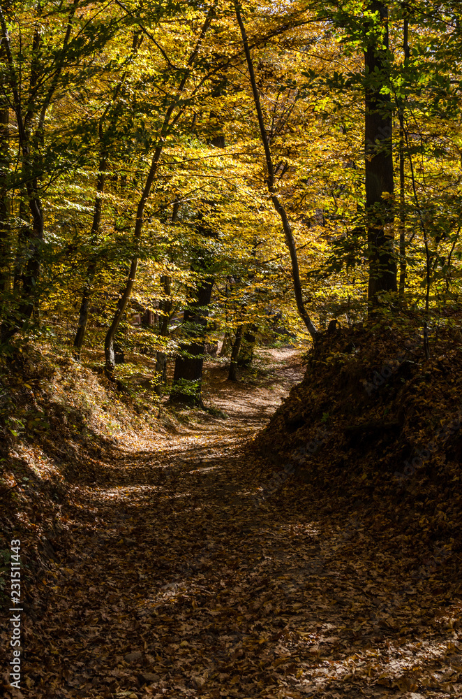 Fototapeta premium las jesienią