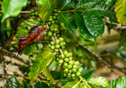 Coffee berries on the branch in coffee plantation area,Chiang Mai, northern Thailand mountainous area. The fruits will soon be ready to harvest.
