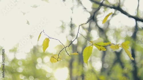 yellow leaves in the autumn forest