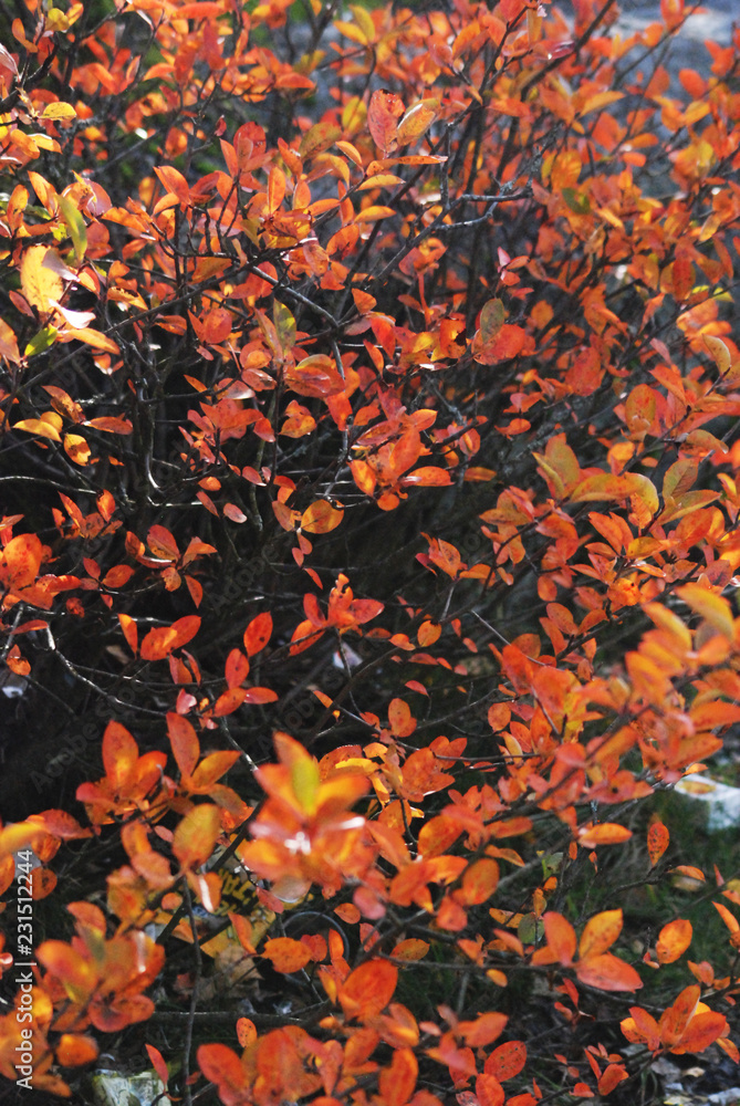 Colors of falling Colors of falling