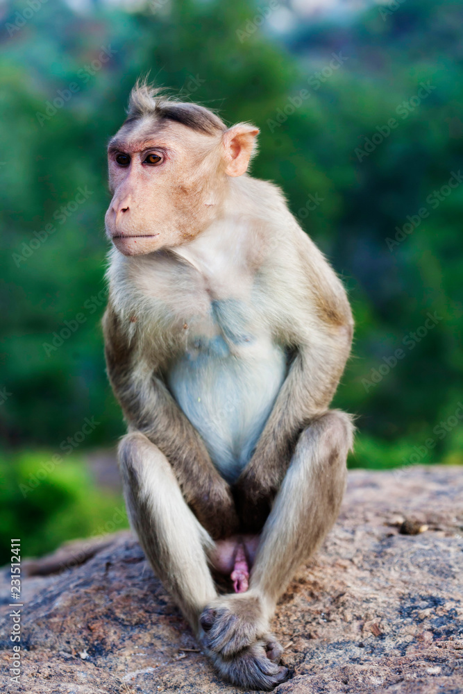 Rhesus Macaque little monkey close to Arunachala ashram at Tiruvannamalai, Tamil Nadu, India Rhesus Macaque little monkey close to Arunachala ashram at Tiruvannamalai, Tamil Nadu, India