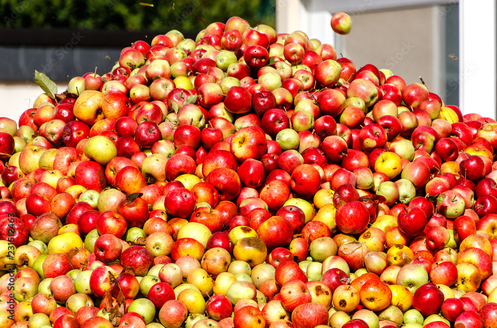 Mountain of apples for making cider and apple juice in Hesse, Germany Mountain of apples for making cider and apple juice in Hesse, Germany