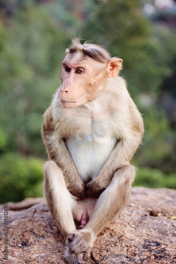 Rhesus Macaque little monkey close to Arunachala ashram at Tiruvannamalai, Tamil Nadu, India