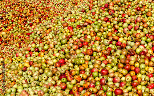 Canvas Print Hesse, Germany - Apples background - Rich apple harvest for cider and apple juice