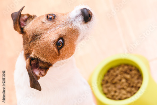 Dog eating pet dry kibble food from bowl looking into camera photo