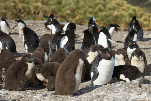 Rockhopper Penguins (Eudyptes chrysocome) on the cliffs of Bleaker Island in the Falkland Islands