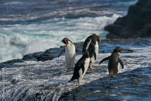 Rockhopper Penguins  Eudyptes chrysocome  coming ashore on the rocky cliffs of Bleaker Island in the Falkland Islands