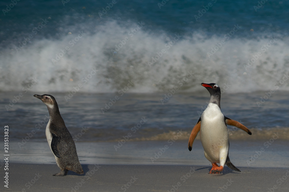 Obraz premium Gentoo Penguin (Pygoscelis papua) and Magellanic Penguin (Spheniscus magellanicus) coming ashore on a large sandy beach on Bleaker Island in the Falkland Islands.