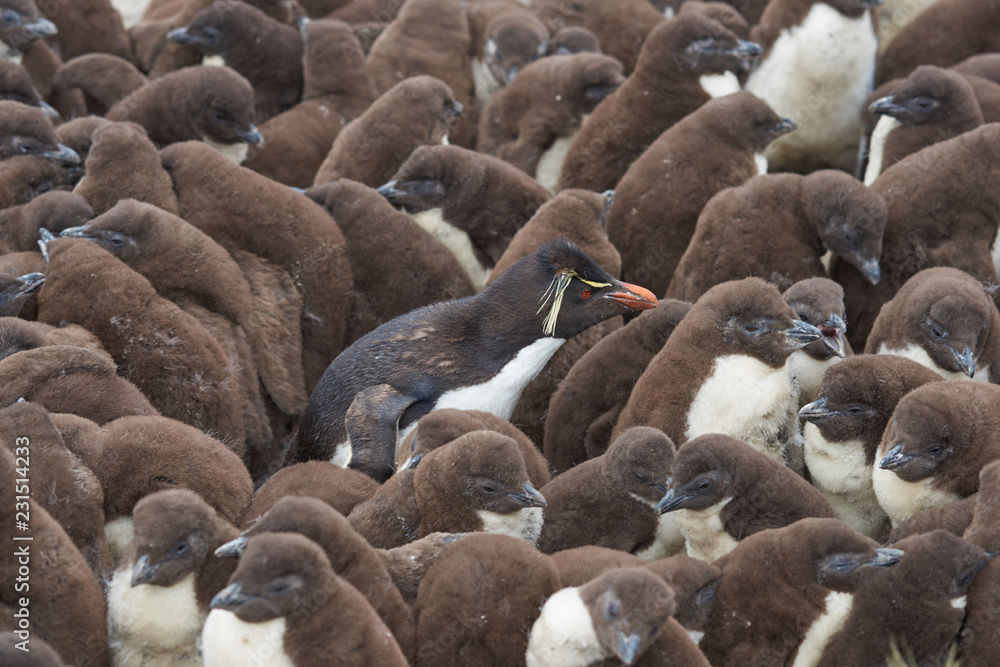 Fototapeta premium Adult Rockhopper Penguin (Eudyptes chrysocome) standing amongst a large group of nearly fully grown chicks on the cliffs of Bleaker Island in the Falkland Islands.