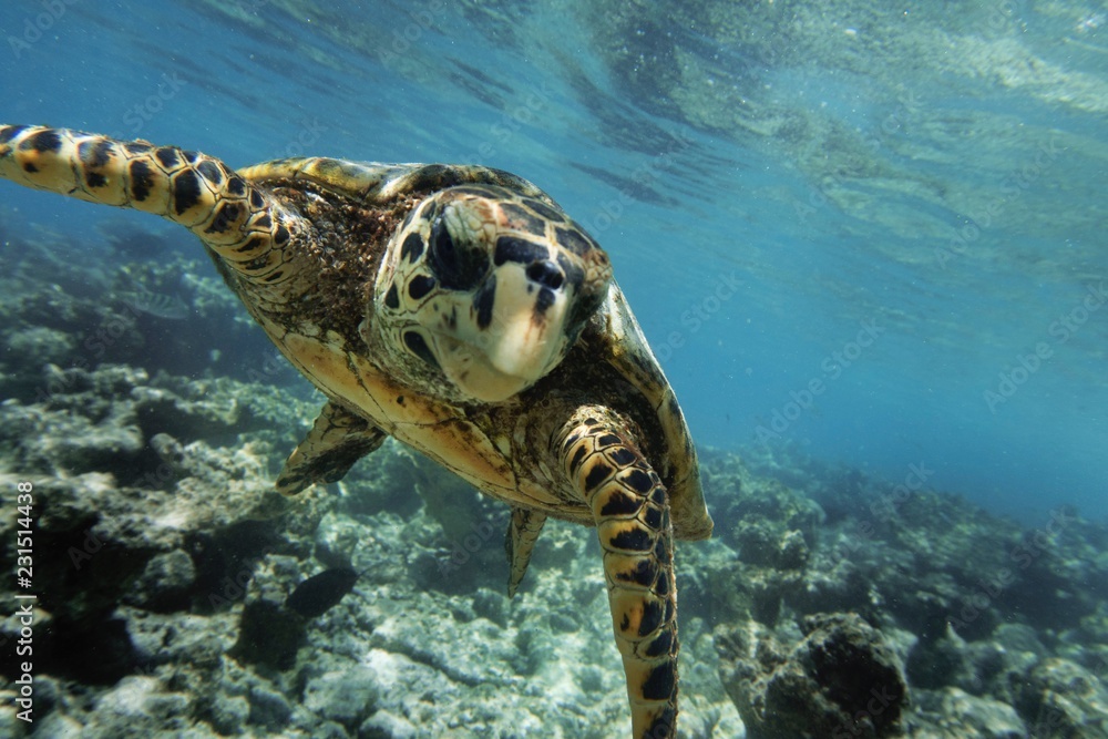 Obraz premium Tortuga