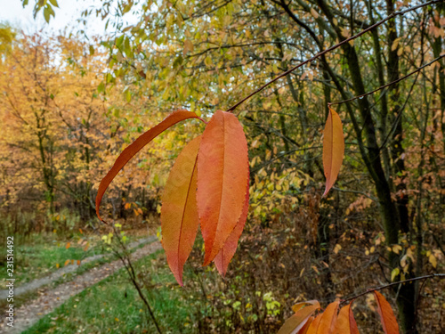 Red leaves on a branch with blurred path in background in a forest in autumn