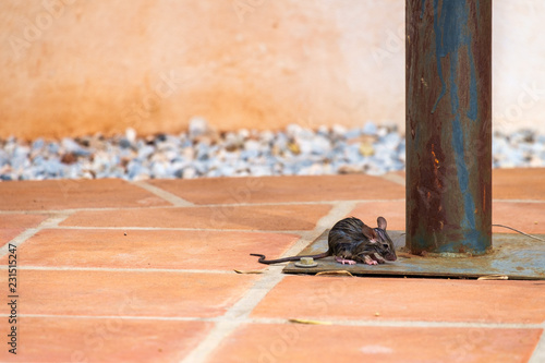 An Andalusia tree rat drying off after falling in a swimming pool.