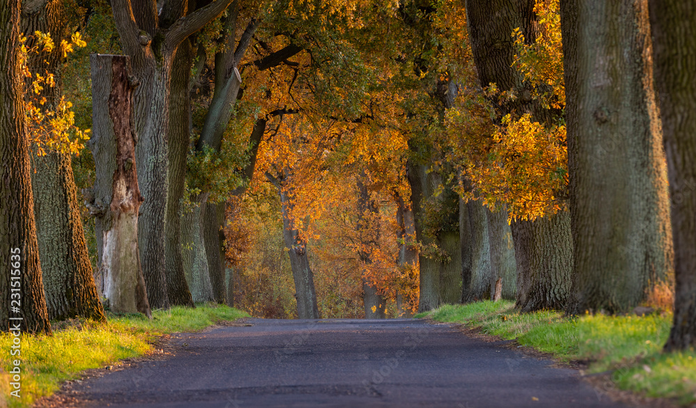 Autumn landscape road with colorful trees . Great oak alley.Autumn foliage with country road