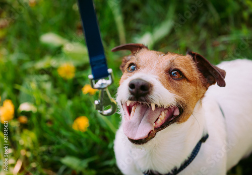 Concept of dog training to walk on leash with dog looking up at owner