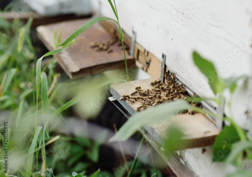 family bees closeup on wooden background hive