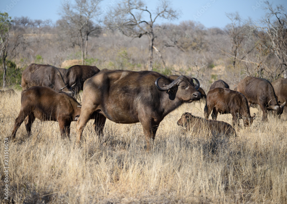 Cape Buffalo Herd