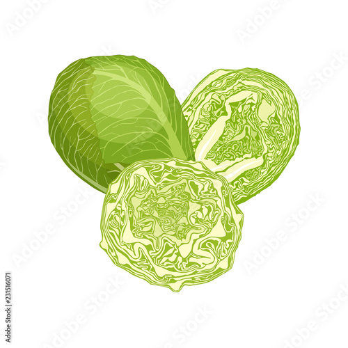 Vector brussels sprouts. Whole, half and shredded cabbage.