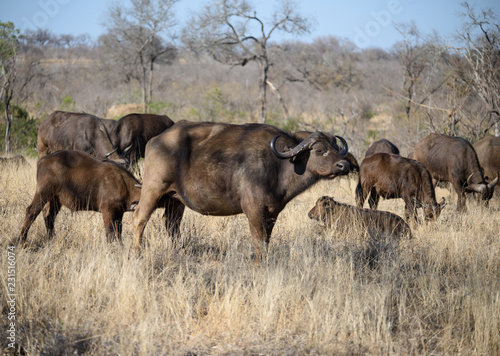 Cape Buffalo Herd © sjessup