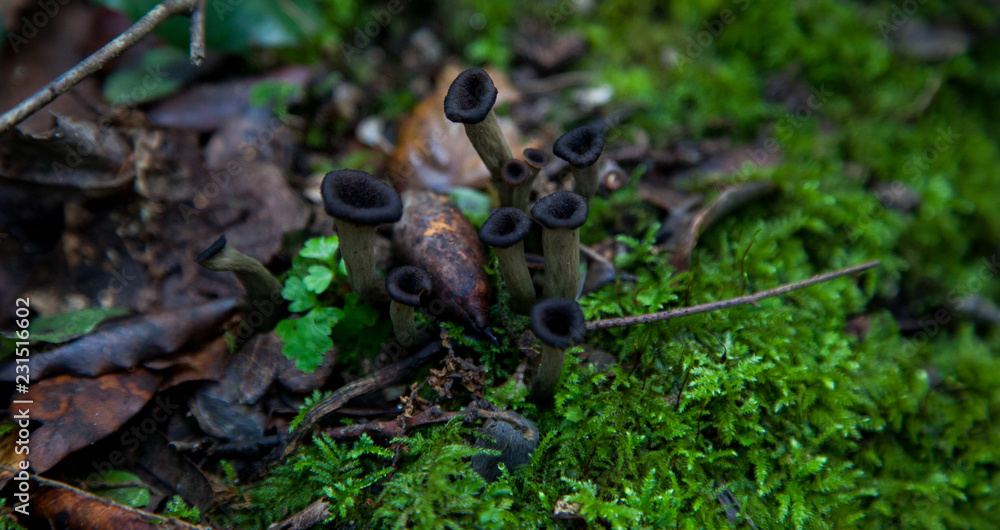 Trompetas de la muerte en el bosque