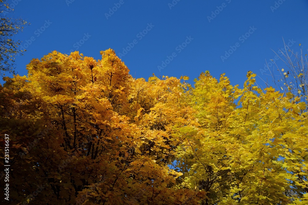 Fototapeta premium Fall in Ottawa
