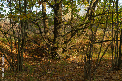 Baum in einem Wald