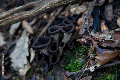 Grupo de setas comestibles en el bosque
